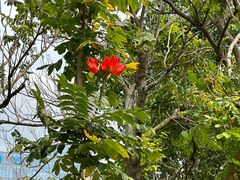 -福田红树林生态公园