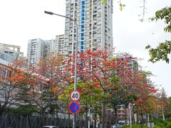 -深圳国际园林花卉博览园