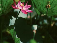 -西湖风景区-江洋畈生态公园