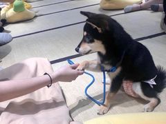 -逗柴咖啡屋·狗咖猫咖宠物桌游
