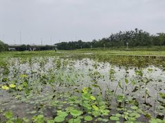 -绿堤公园