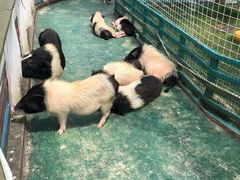-灵玲国际马戏城