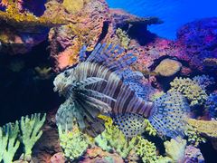 -上海海洋水族馆