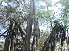 -瑞丽独树成林风景区