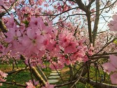 -天适樱花悠乐园