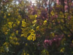-南汇桃花村