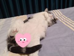 -猫大福·Fortune Cat猫舍(百子湾店)