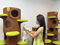 -青奢宠物·青奢猫舍