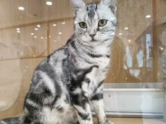 -共舞时光猫咖·狗咖(新街口店)