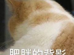 -派联宠物医院·24h·CT·异宠