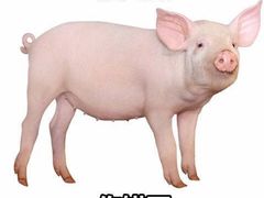 -义顺牛奶公司(庇利金街店)