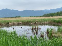 -野鸭湖国家湿地公园