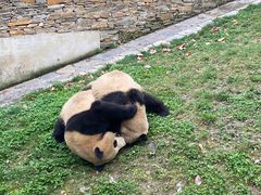 -卧龙中华大熊猫苑神树坪基地