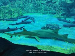 -芜湖新华联大白鲸海洋公园