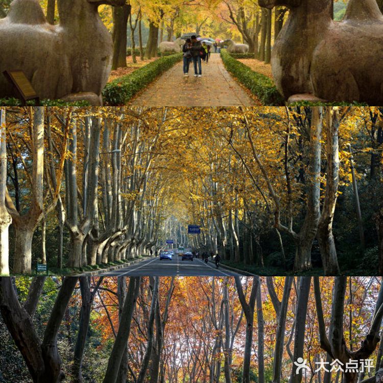 南京旅游丨超详细！🍁5个赏秋景点攻略！