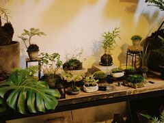 -植觉