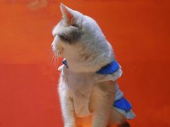 -猫色咖啡·猫咖