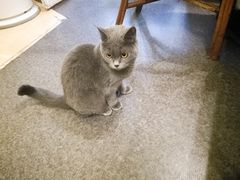-猫色咖啡·猫咖