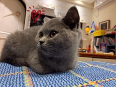 -猫大福·Fortune Cat猫舍(百子湾店)