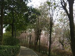 -广东花都湖国家湿地公园