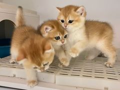 -lincat·猫舍(广州店)
