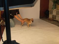 -超宠爱宠物摄影-Super pet