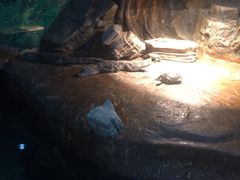 -上海大自然野生昆虫馆