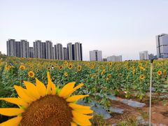 -光明小镇欢乐田园