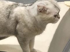 -飞行喵MR PILOT|猫舍·猫咖(静安大融城店)