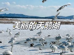 -烟墩角天鹅湖