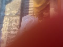 -嘉华鲜花饼·现烤(昆明老街店)