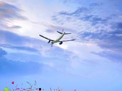 -空港花田景区