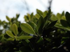 -贡湖湾湿地公园
