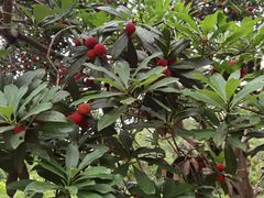 -西山樟坞健康果园枇杷杨梅采摘