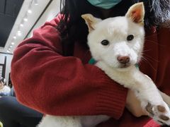 -逗柴咖啡屋·狗咖猫咖宠物桌游