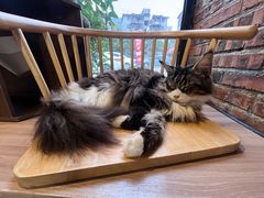 -豆逗聊愈猫阁Easy Life