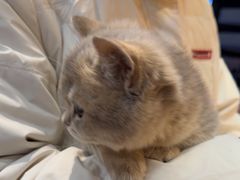 -欣宠猫屋·矮脚拿破仑·蓝金金渐层