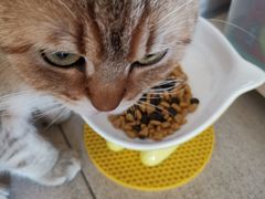 -康乐宝动物医院