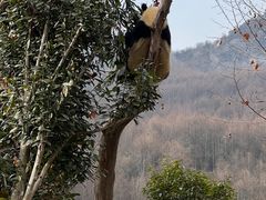 -卧龙中华大熊猫苑神树坪基地