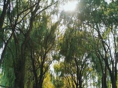 -坝河休闲公园