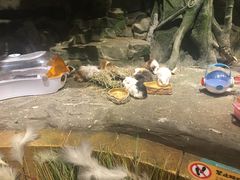 -zoonana室内动物园(东方福来德店)