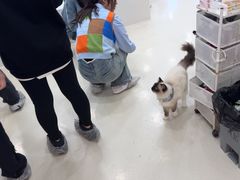 -共舞时光猫咖·狗咖(新街口店)