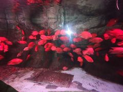 -泉城欧乐堡海洋极地世界
