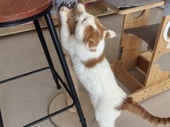 -平行世界·猫咖(首经贸店)