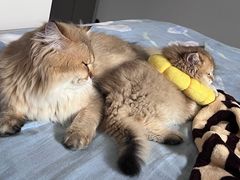 -伟伟宠物医院·CT影像中心·瑞派犬猫综合性门诊(汉口总院)