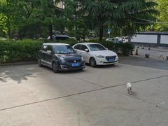 -西安京西宠物医院·瘫痪·疑难杂症