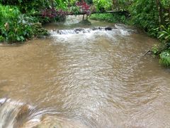 -莫里热带雨林景区
