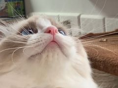 -momokira米努特·德文卷毛猫·棉花面纱犬