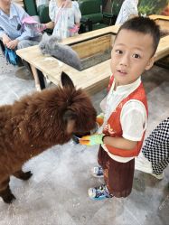 -神奇动物撸宠馆·羊驼·小浣熊·异宠(豫园店)