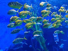 -泉城欧乐堡海洋极地世界